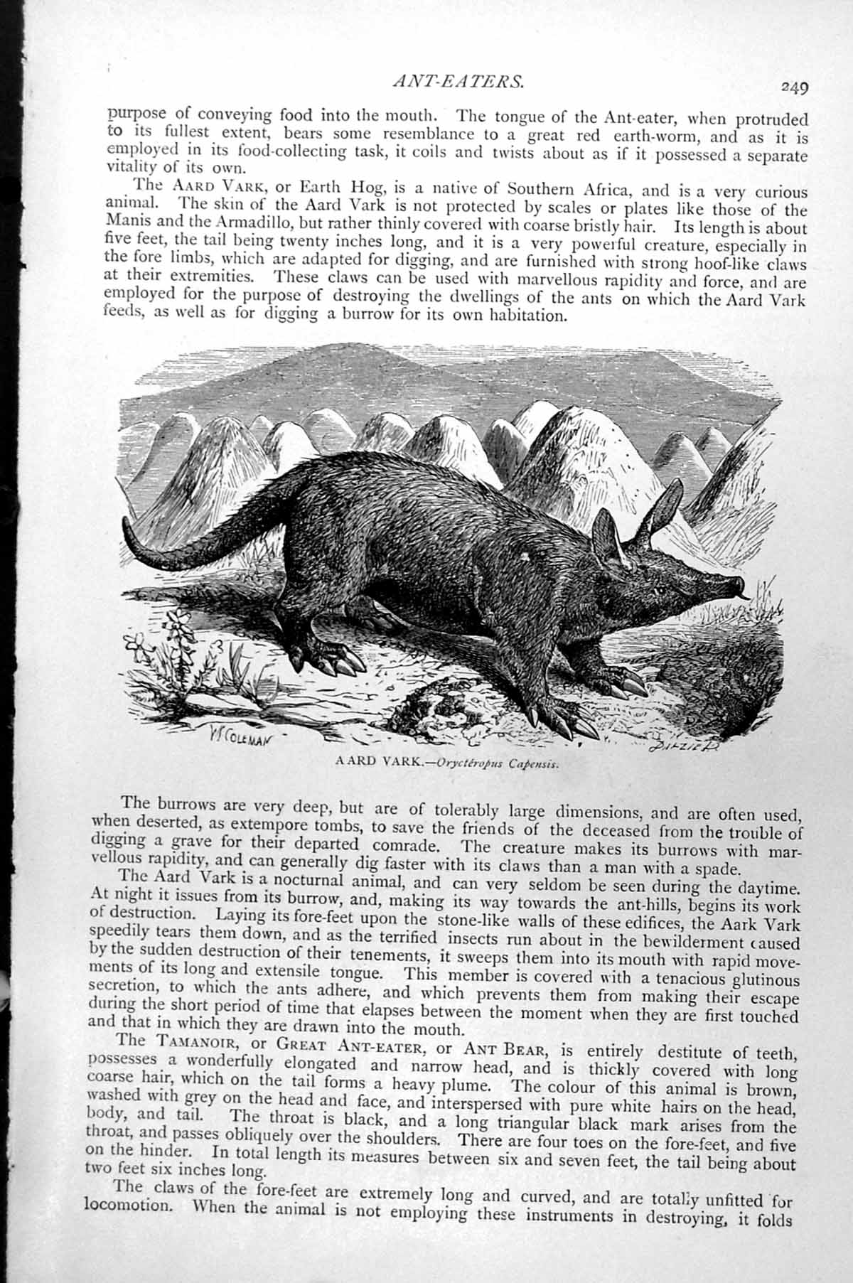 Original Old Antique Print Aardvark Ant Hills Orycteropus Capensis C1890 19th