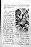 Original Old Antique Print Little Ant-Eater Cyclothurus Didactylus C1890 19th