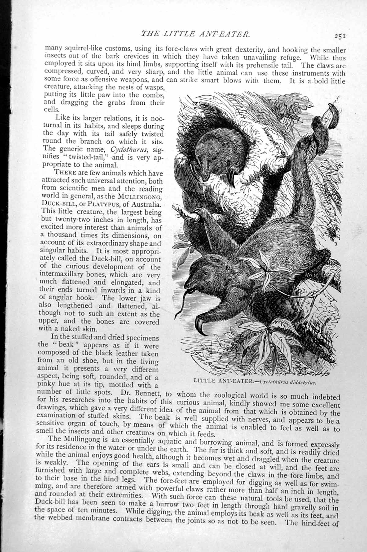 Original Old Antique Print Little Ant-Eater Cyclothurus Didactylus C1890 19th