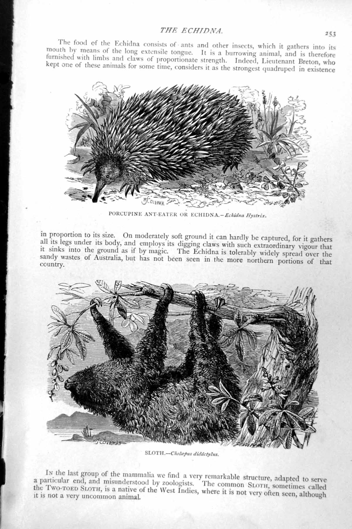 Antique Print Porcupine Ant-Eater Or Echidna Hystrix Sloth Cholaepus C1890 19th