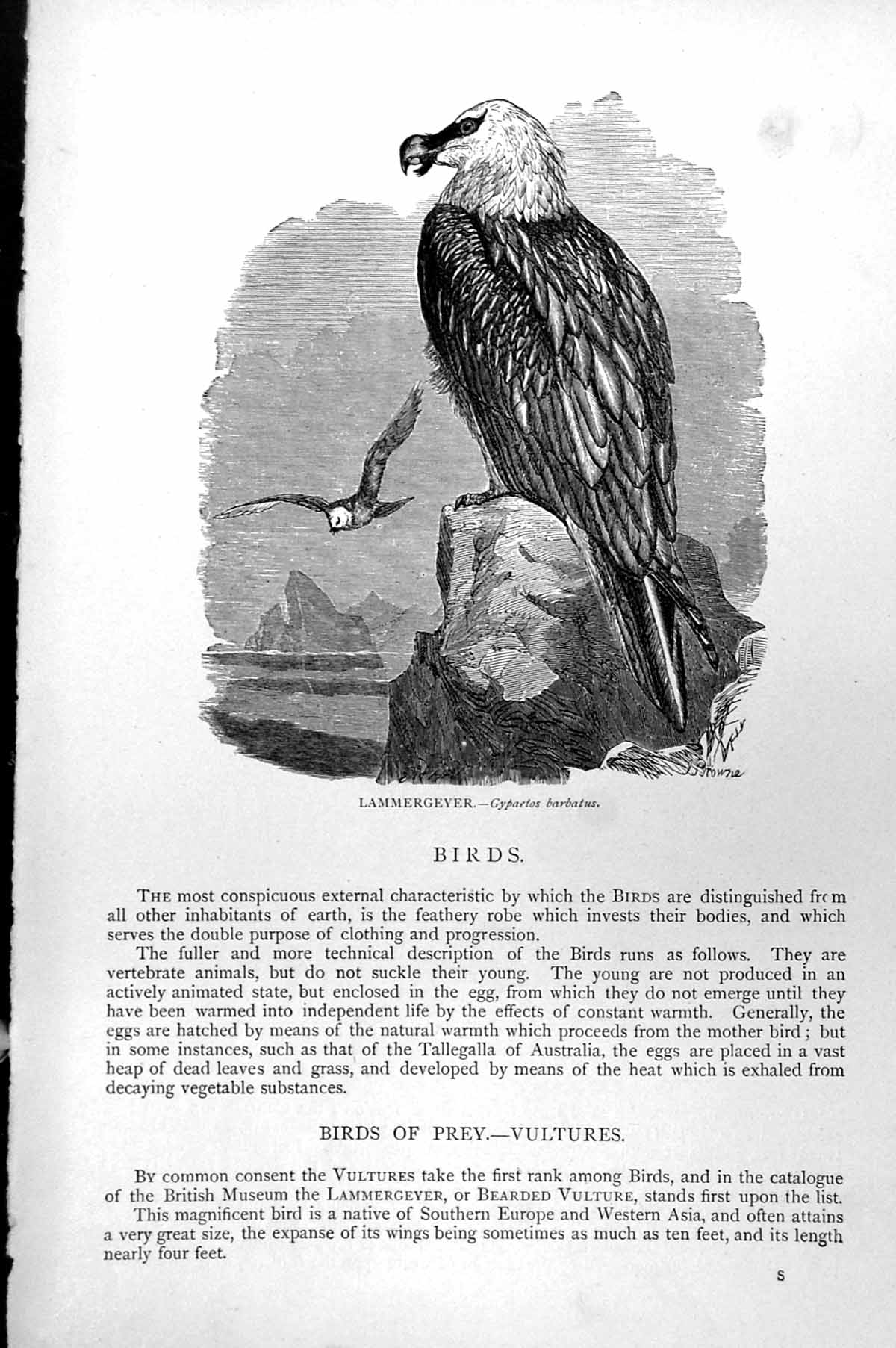 Original Old Antique Print Lammergeyer Bearded Vulture Gypaetos Barbatus C1890