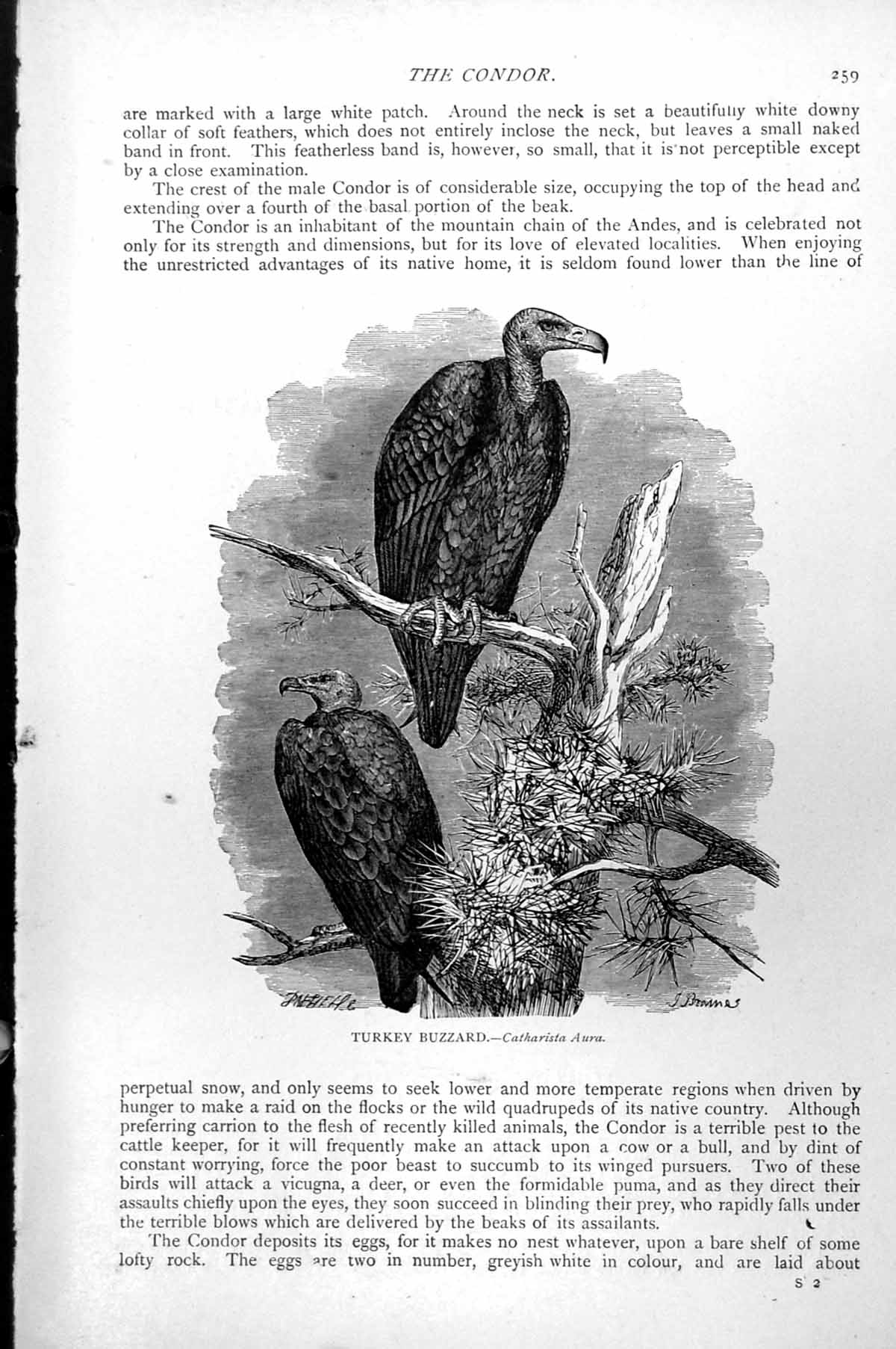 Original Old Antique Print Turkey Buzzard Catharista Aura Perched Tree C1890