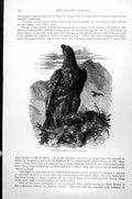 Original Old Antique Print Gen Eagle Aquila Chrysaetos C1890 19th