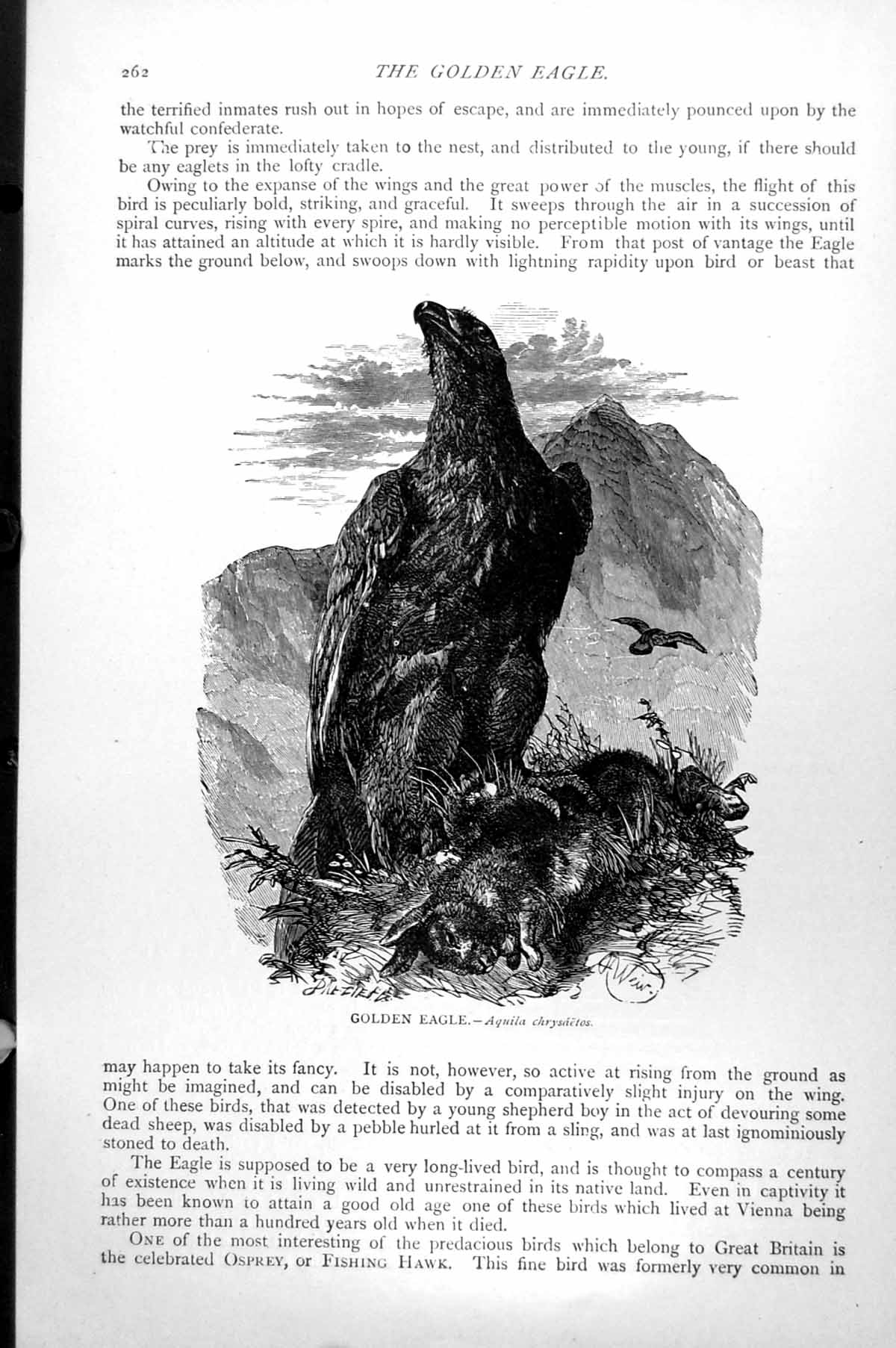 Original Old Antique Print Gen Eagle Aquila Chrysaetos C1890 19th