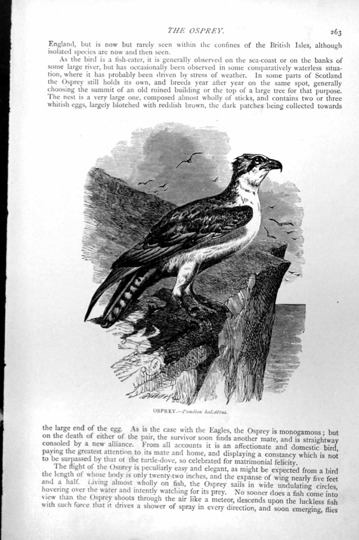 Original Old Antique Print Osprey Cliff Edge Pandion Halcaetus C1890 Victorian