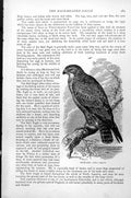 Original Old Antique Print Buzzard Buteo Vulgaris C1890 19th Century