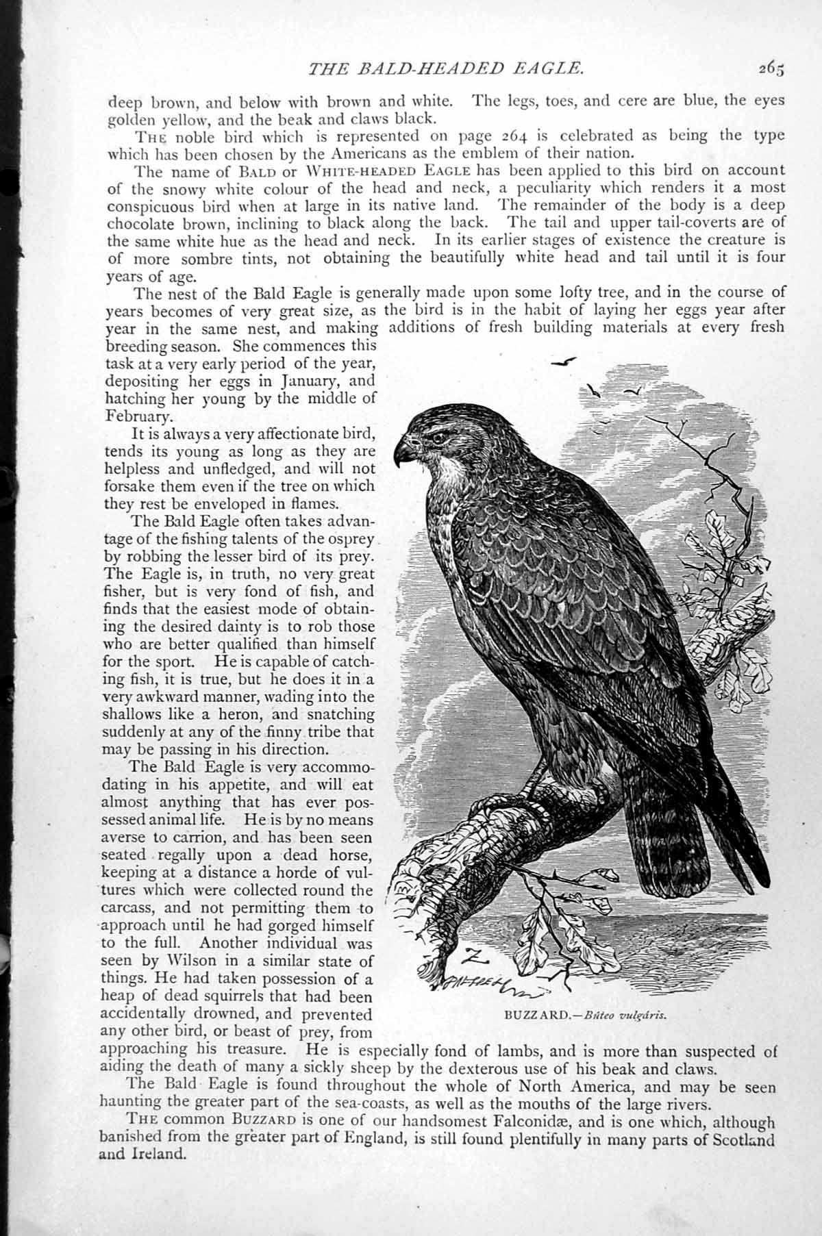 Original Old Antique Print Buzzard Buteo Vulgaris C1890 19th Century
