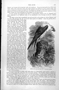 Original Old Antique Print Swallow-Tailed Falcon Elanoides Furcatus C1890 19th