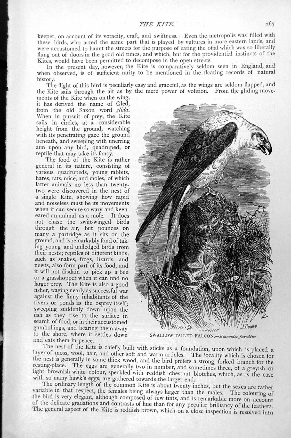 Original Old Antique Print Swallow-Tailed Falcon Elanoides Furcatus C1890 19th