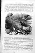 Original Old Antique Print Jer-Falcon Falco Gyrfalco C1890 19th