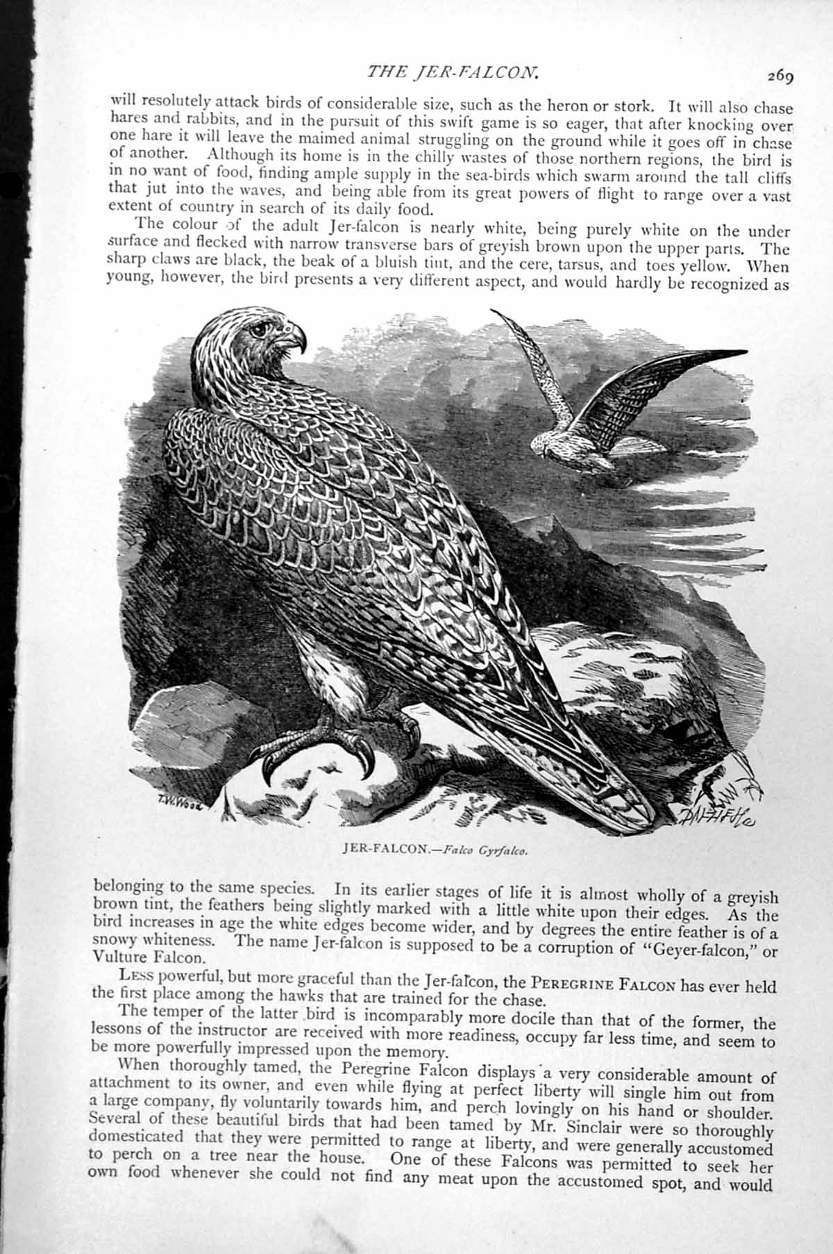 Original Old Antique Print Jer-Falcon Falco Gyrfalco C1890 19th