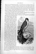 Original Old Antique Print Merlin Hypotriorchis Aesalon C1890 19th