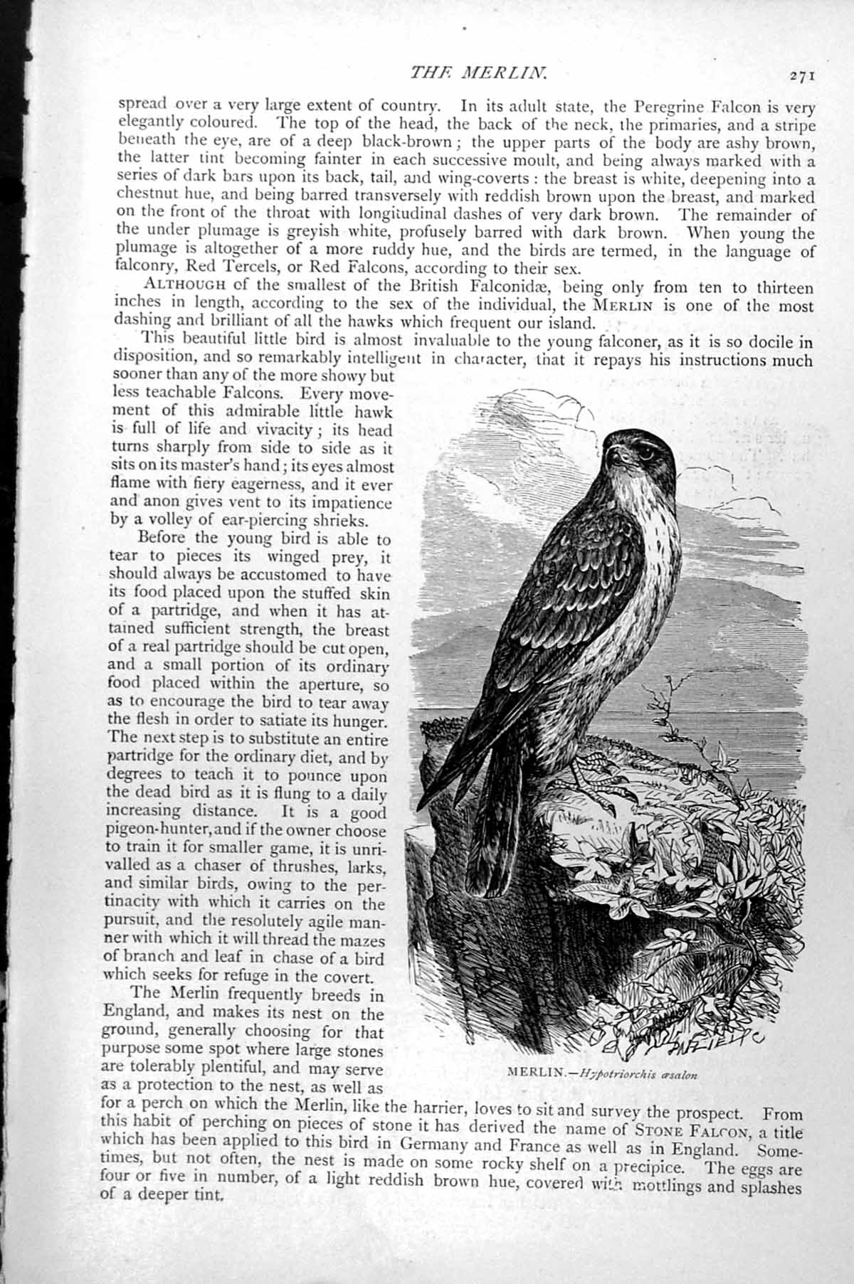Original Old Antique Print Merlin Hypotriorchis Aesalon C1890 19th