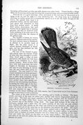 Original Old Antique Print Kestrel Tinnunculus Alaudarius C1890 19th