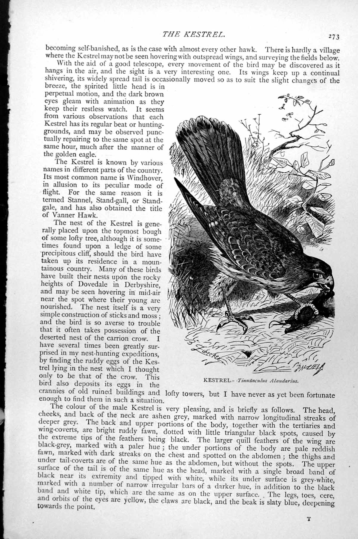 Original Old Antique Print Kestrel Tinnunculus Alaudarius C1890 19th