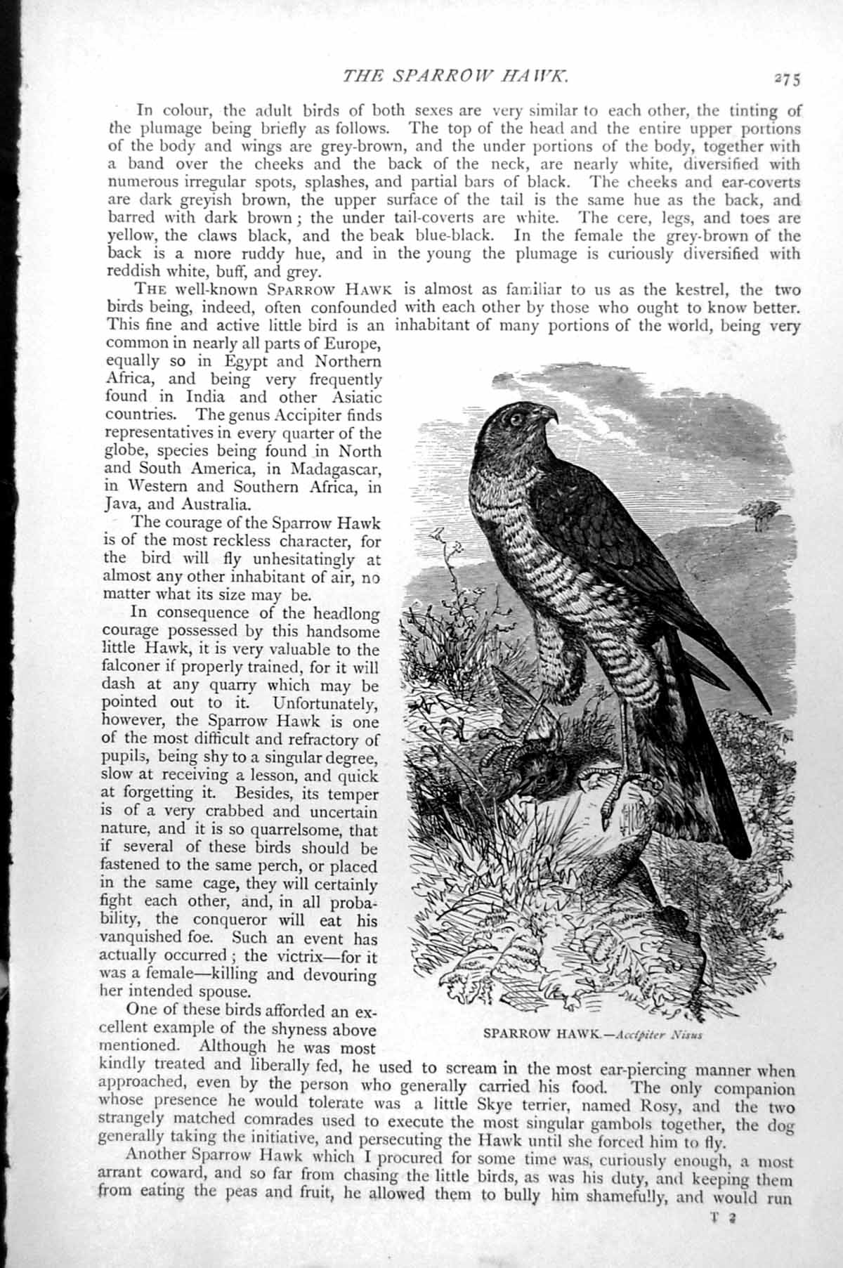 Original Old Antique Print Sparrow Hawk Accipter Nisus C1890 19th