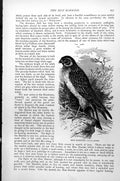 Original Old Antique Print Hen Harrier Circus Cyaneus C1890 19th