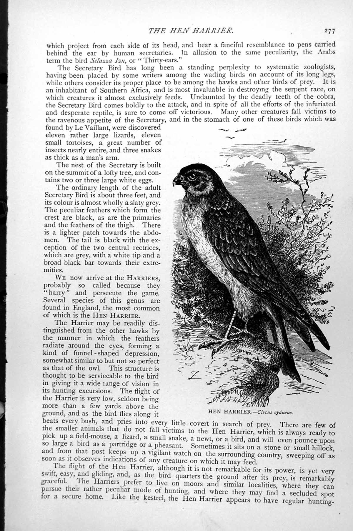 Original Old Antique Print Hen Harrier Circus Cyaneus C1890 19th