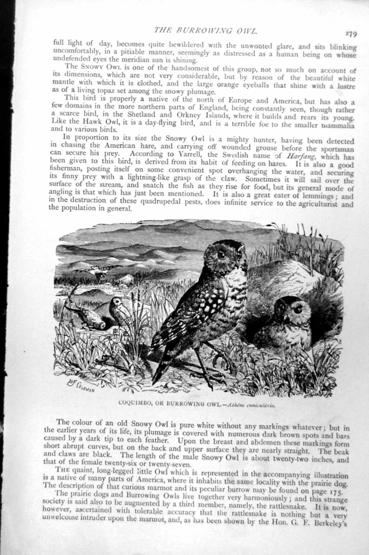Original Old Antique Print Coquimbo Or Burrowing Owl Athene Cunicularia C1890