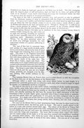 Original Old Antique Print Brown Owl Surnium Aluco C1890 19th Century