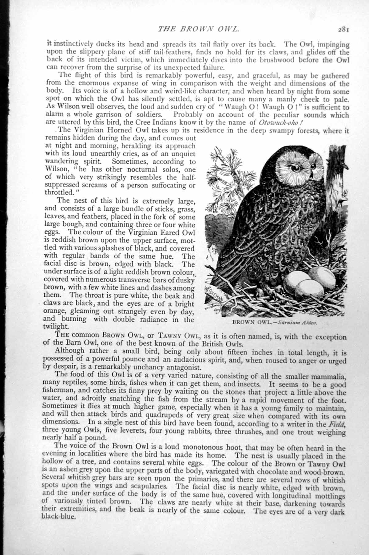 Original Old Antique Print Brown Owl Surnium Aluco C1890 19th Century