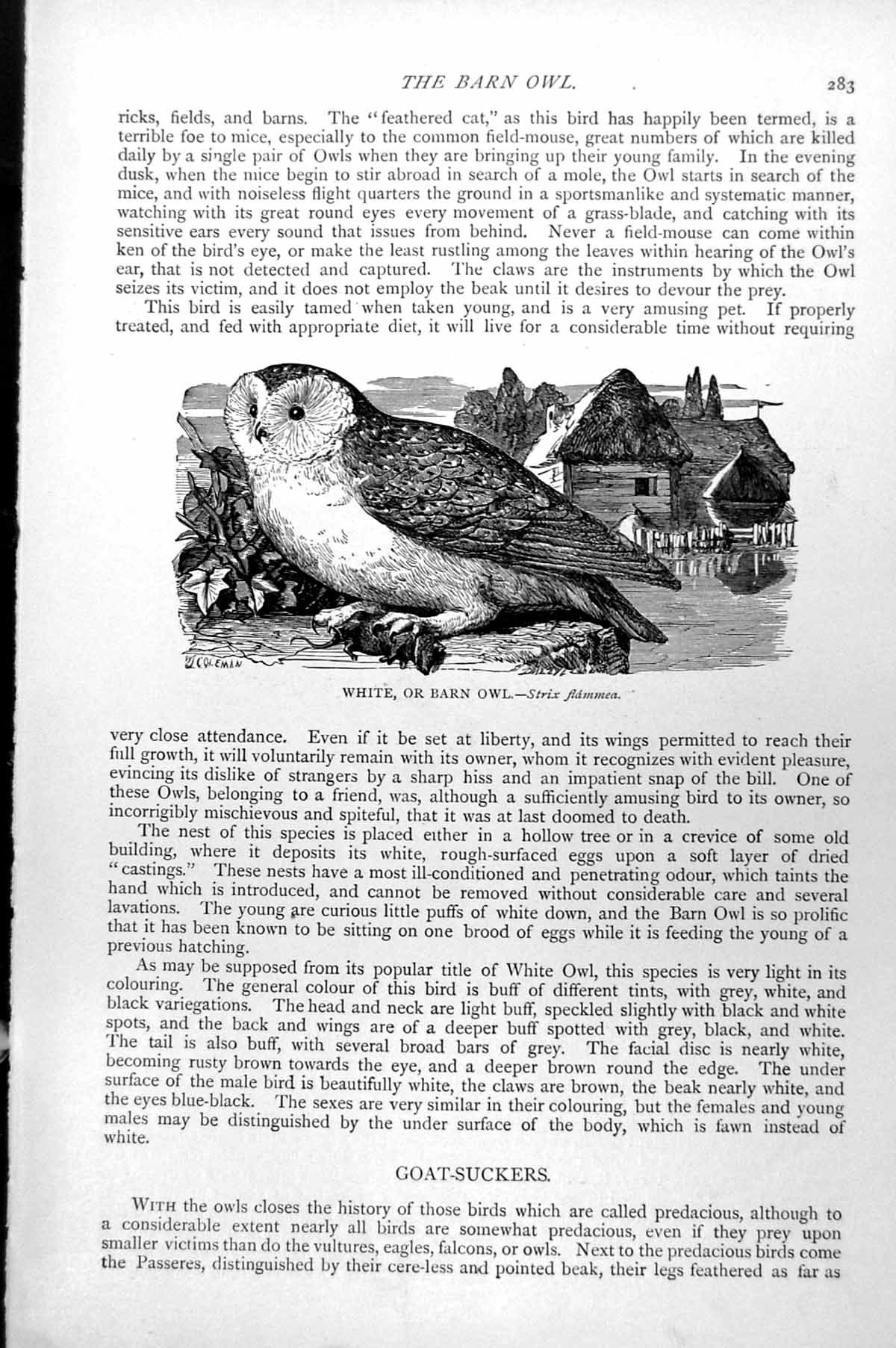 Original Old Antique Print White Or Barn Owl Strix Flammea C1890 19th