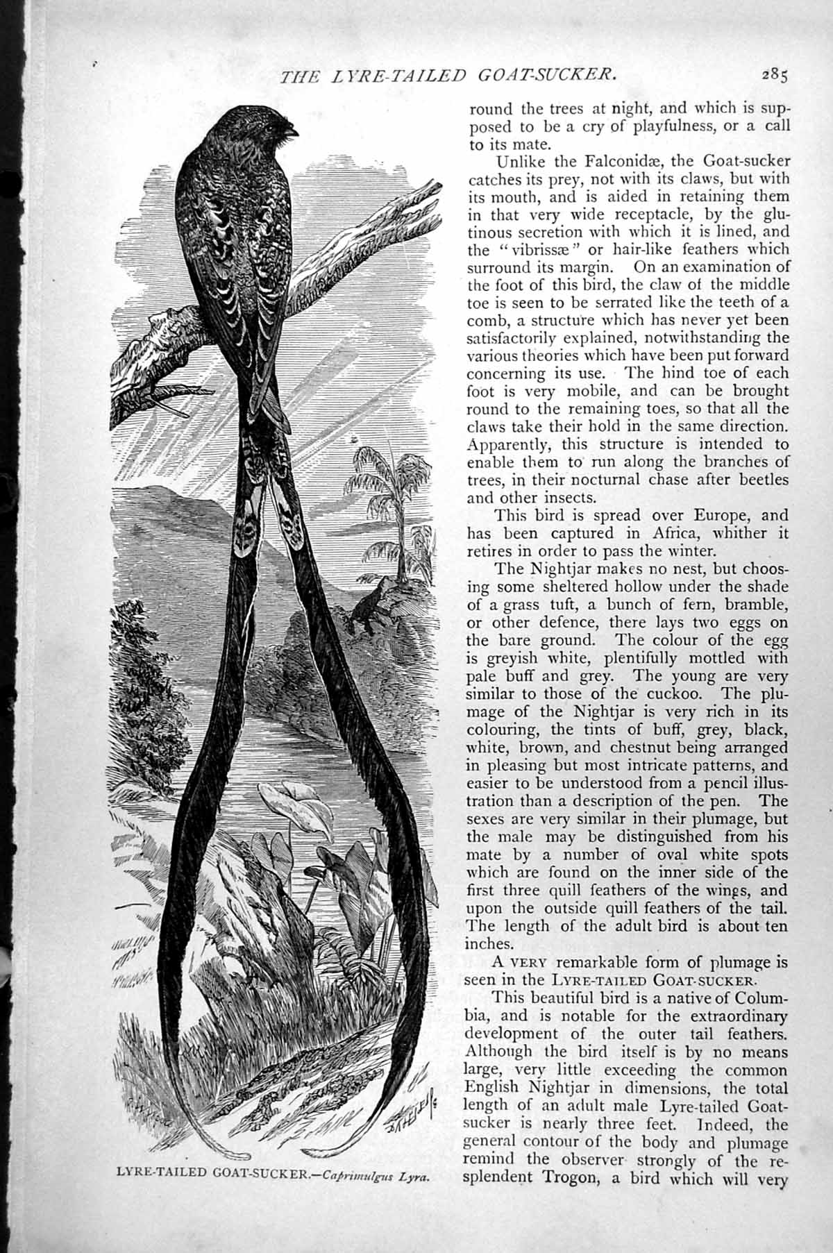 Original Old Antique Print Lyre-Tailed Goat Sucker Caprimulgus Lyra C1890 19th