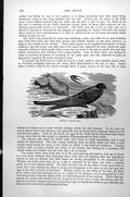 Original Old Antique Print Swift Cypselus Apus C1890 19th Century