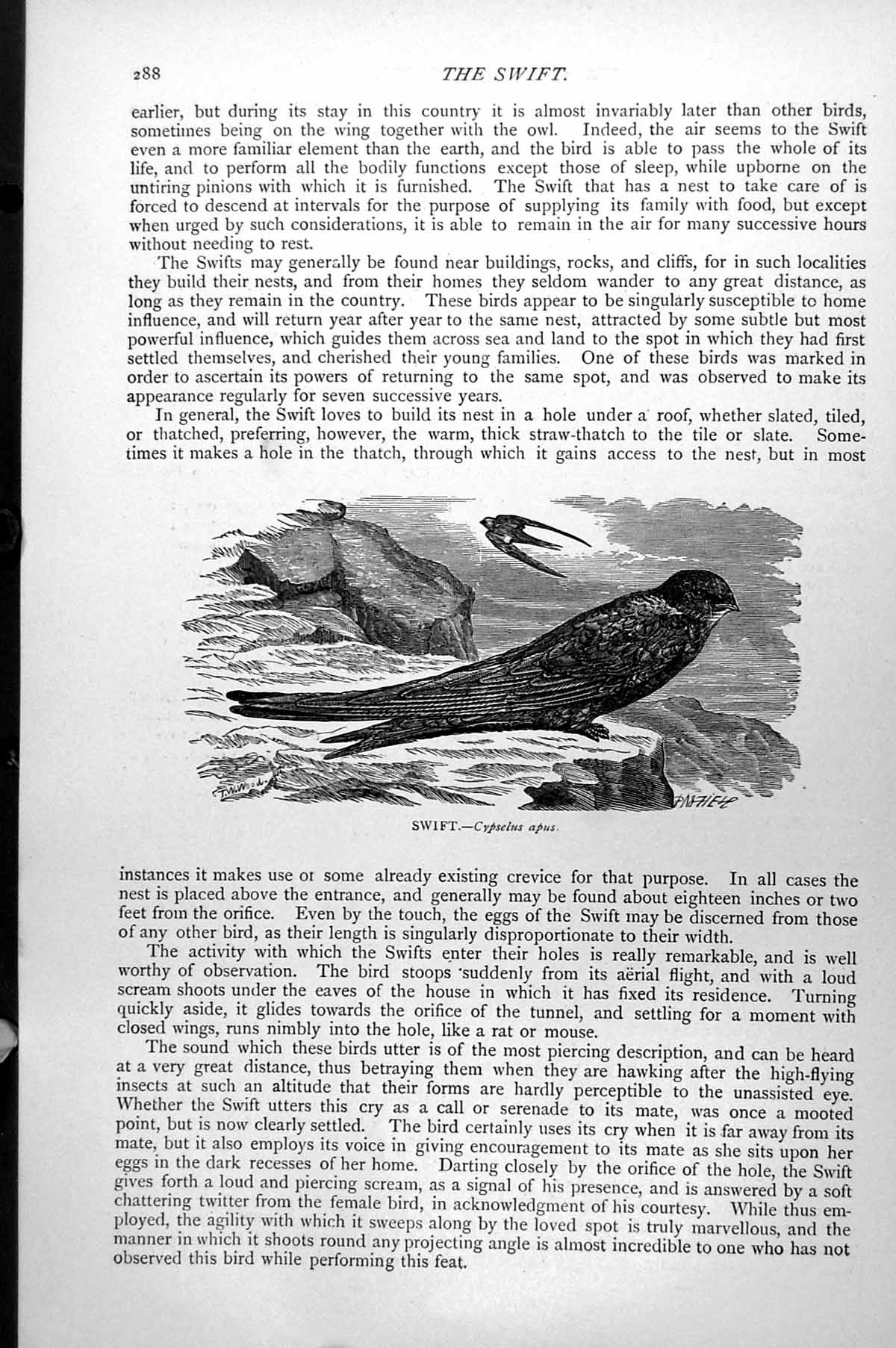 Original Old Antique Print Swift Cypselus Apus C1890 19th Century