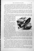 Original Old Antique Print Esculent Swallow Collocalia Nidificia C1890 19th