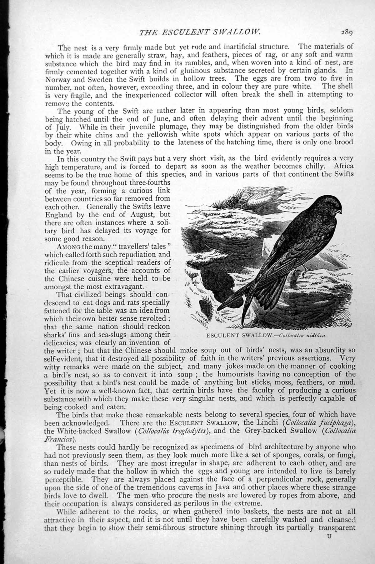 Original Old Antique Print Esculent Swallow Collocalia Nidificia C1890 19th