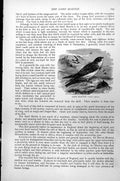 Original Old Antique Print Sand Martin Cotile Riparia C1890 19th