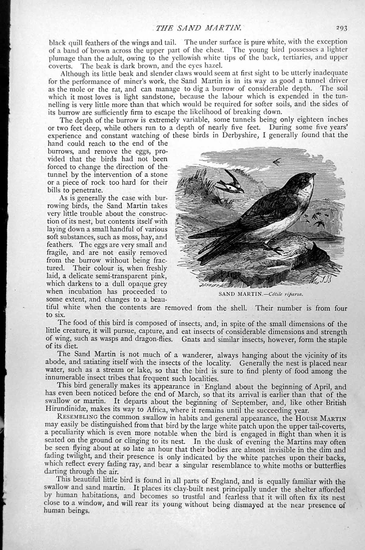 Original Old Antique Print Sand Martin Cotile Riparia C1890 19th
