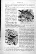 Old Antique Print Garrulous Roller Coracias Garrula Green Tody Odus C1890 19th