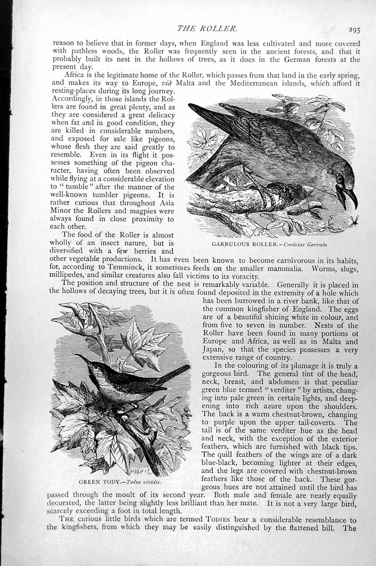 Old Antique Print Garrulous Roller Coracias Garrula Green Tody Odus C1890 19th