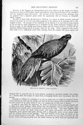 Original Old Antique Print Beautiful Trogon Bird Caluris Antisannus C1890 19th