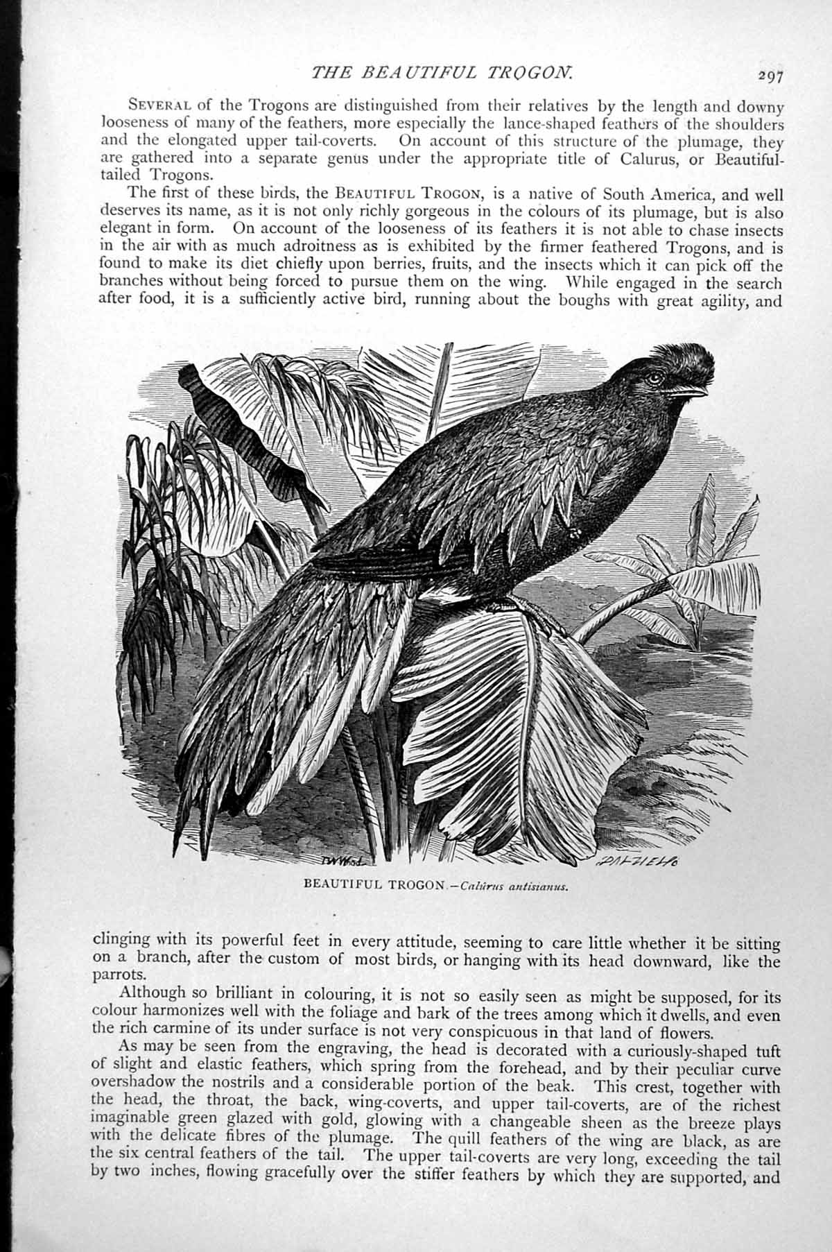 Original Old Antique Print Beautiful Trogon Bird Caluris Antisannus C1890 19th