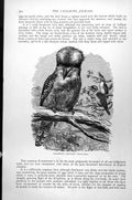 Original Old Antique Print Laughing Jackass Dacelo Gigas C1890 19th