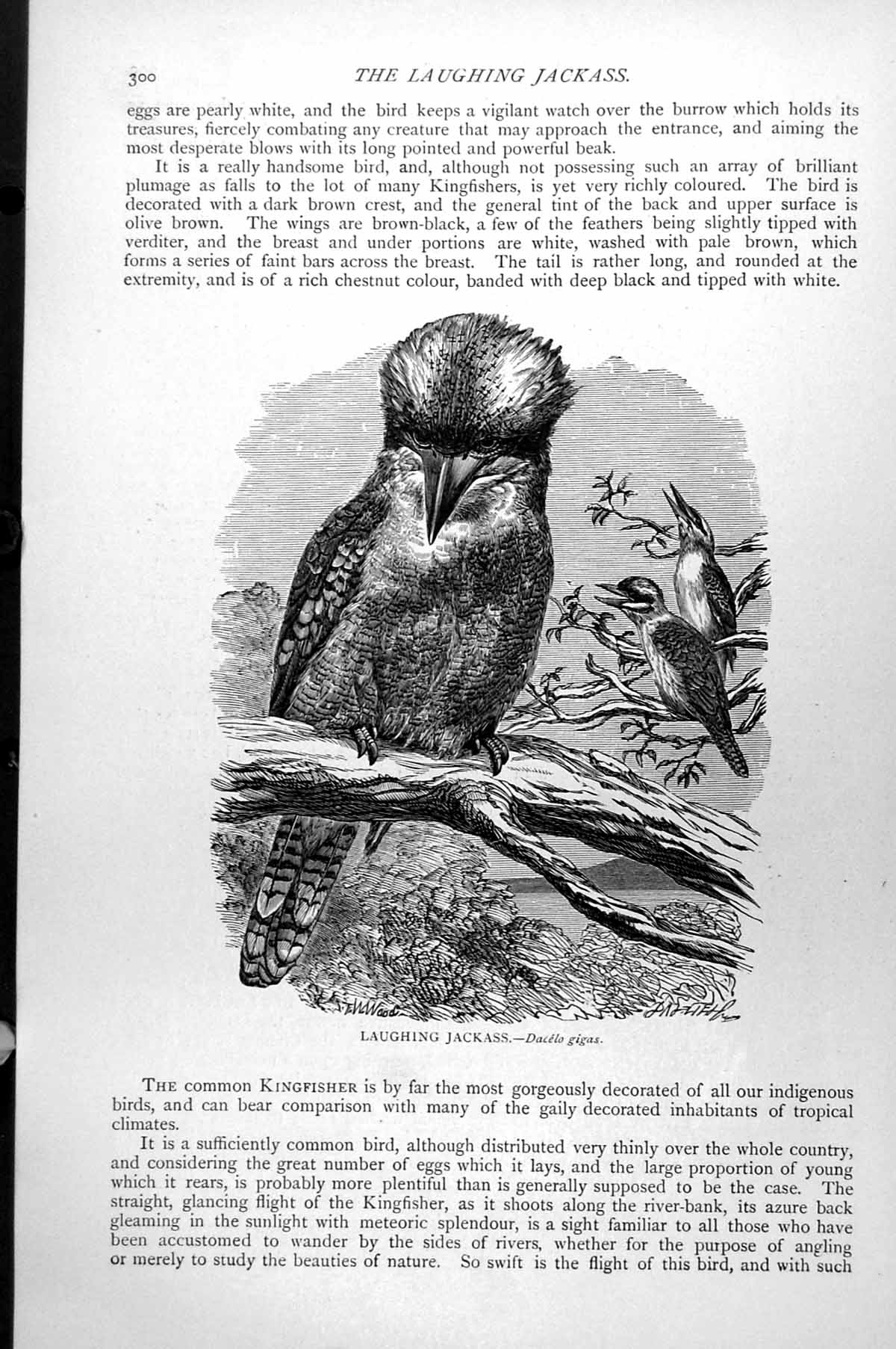 Original Old Antique Print Laughing Jackass Dacelo Gigas C1890 19th