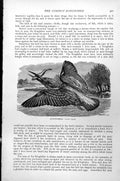 Original Old Antique Print Common Kingfisher Alcedo Ispida C1890 19th
