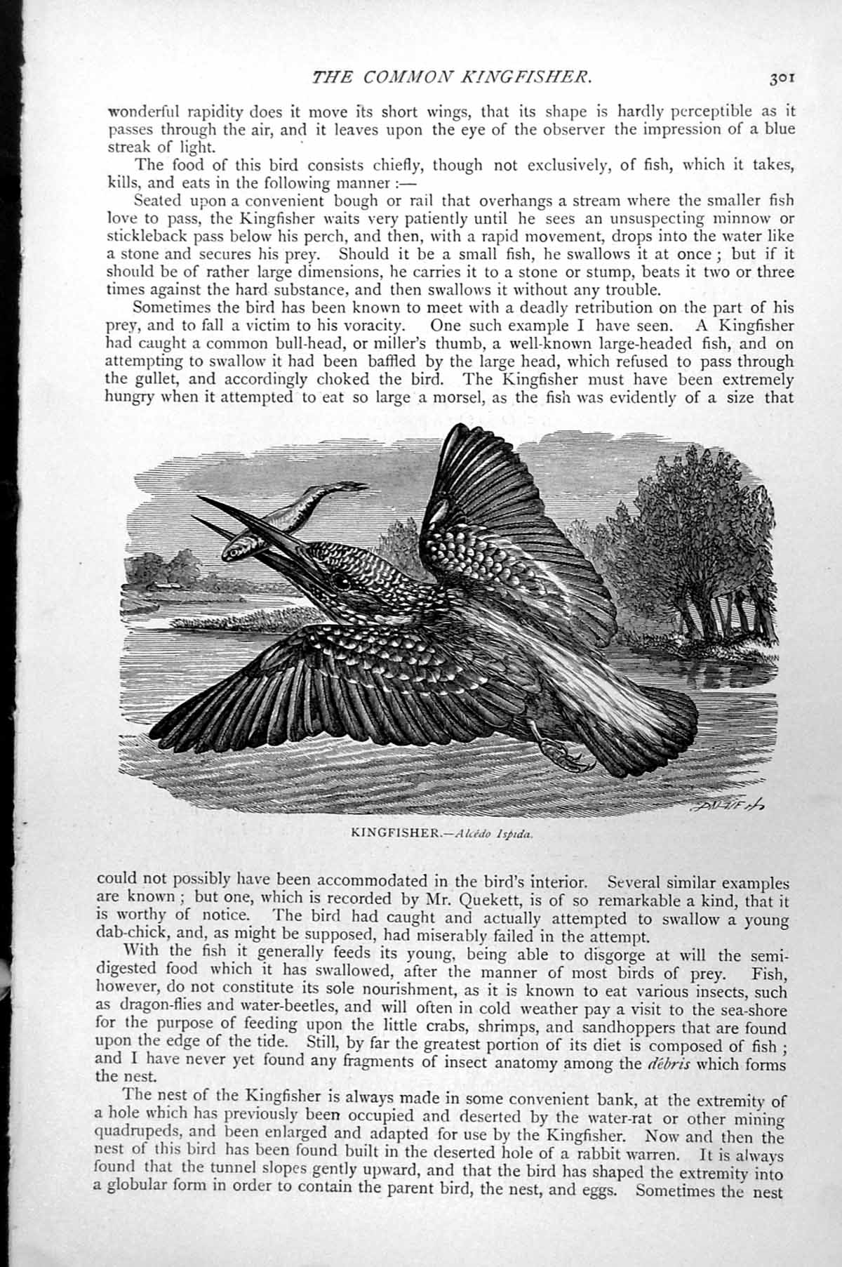 Original Old Antique Print Common Kingfisher Alcedo Ispida C1890 19th