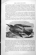 Original Old Antique Print Bee-Eater Merops Apiaster C1890 19th