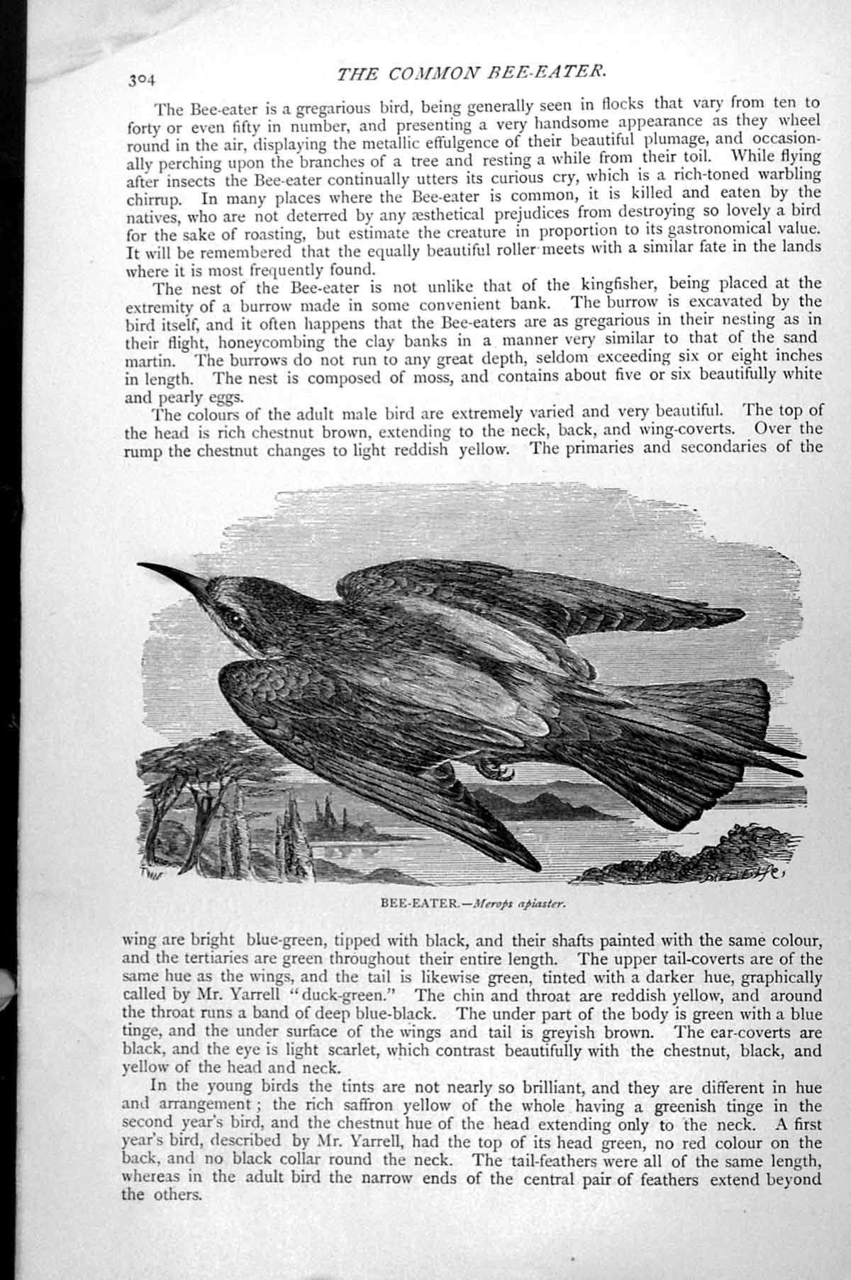 Original Old Antique Print Bee-Eater Merops Apiaster C1890 19th