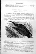 Original Old Antique Print Rifle-Bird Ptiloris Paradiseus C1890 19th