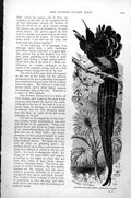 Original Old Antique Print Superb Plume Bird Epimachus Magnus C1890 Victorian
