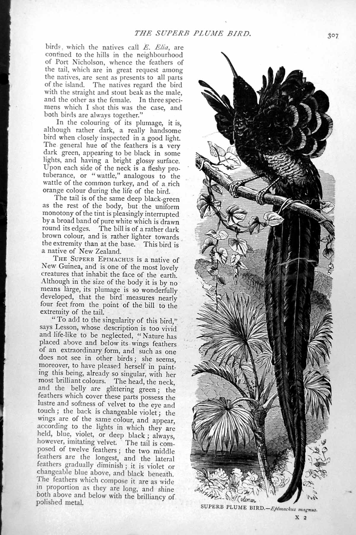 Original Old Antique Print Superb Plume Bird Epimachus Magnus C1890 Victorian