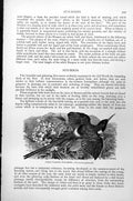 Original Old Antique Print Fiery-Tailed Sun-Bird Nectarinia Ignicauda C1890