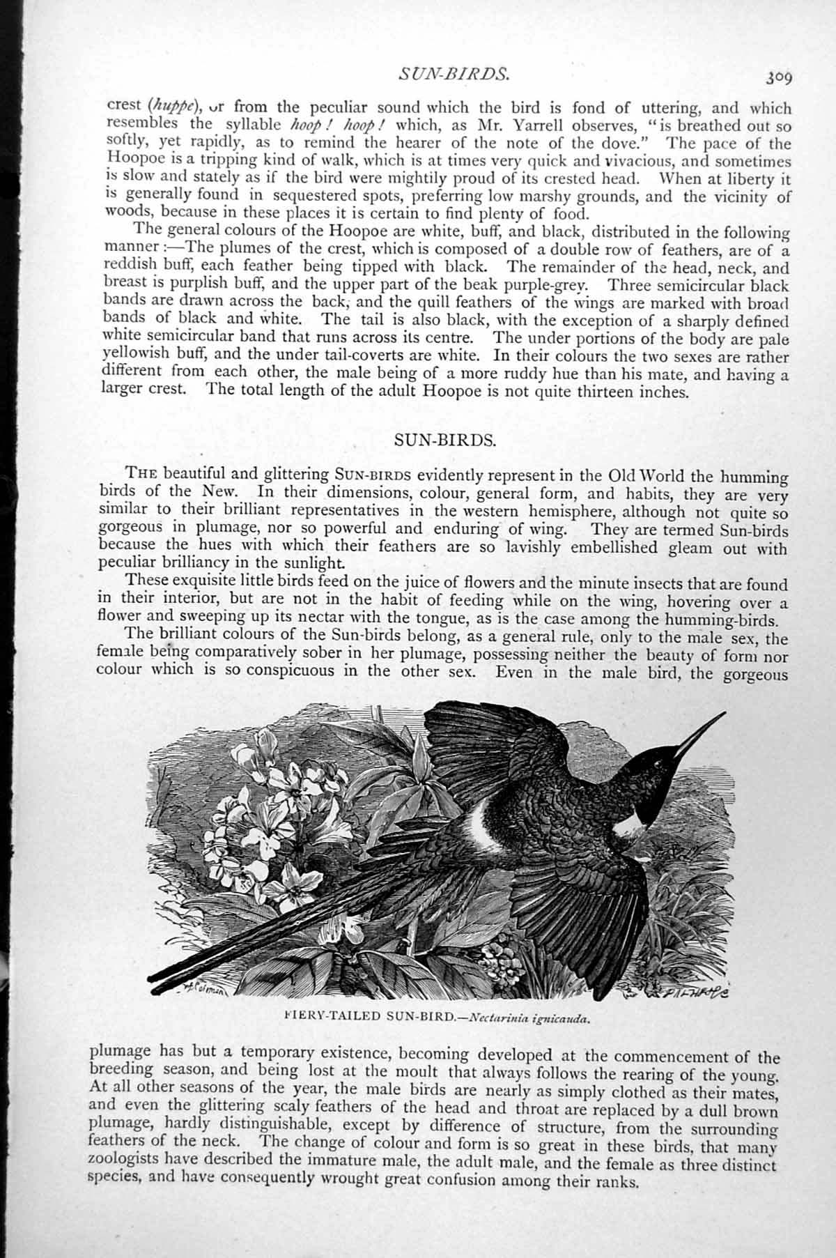 Original Old Antique Print Fiery-Tailed Sun-Bird Nectarinia Ignicauda C1890