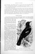 Original Old Antique Print Poe Bird Prosthemadera Novae Zeelandiae C1890 19th