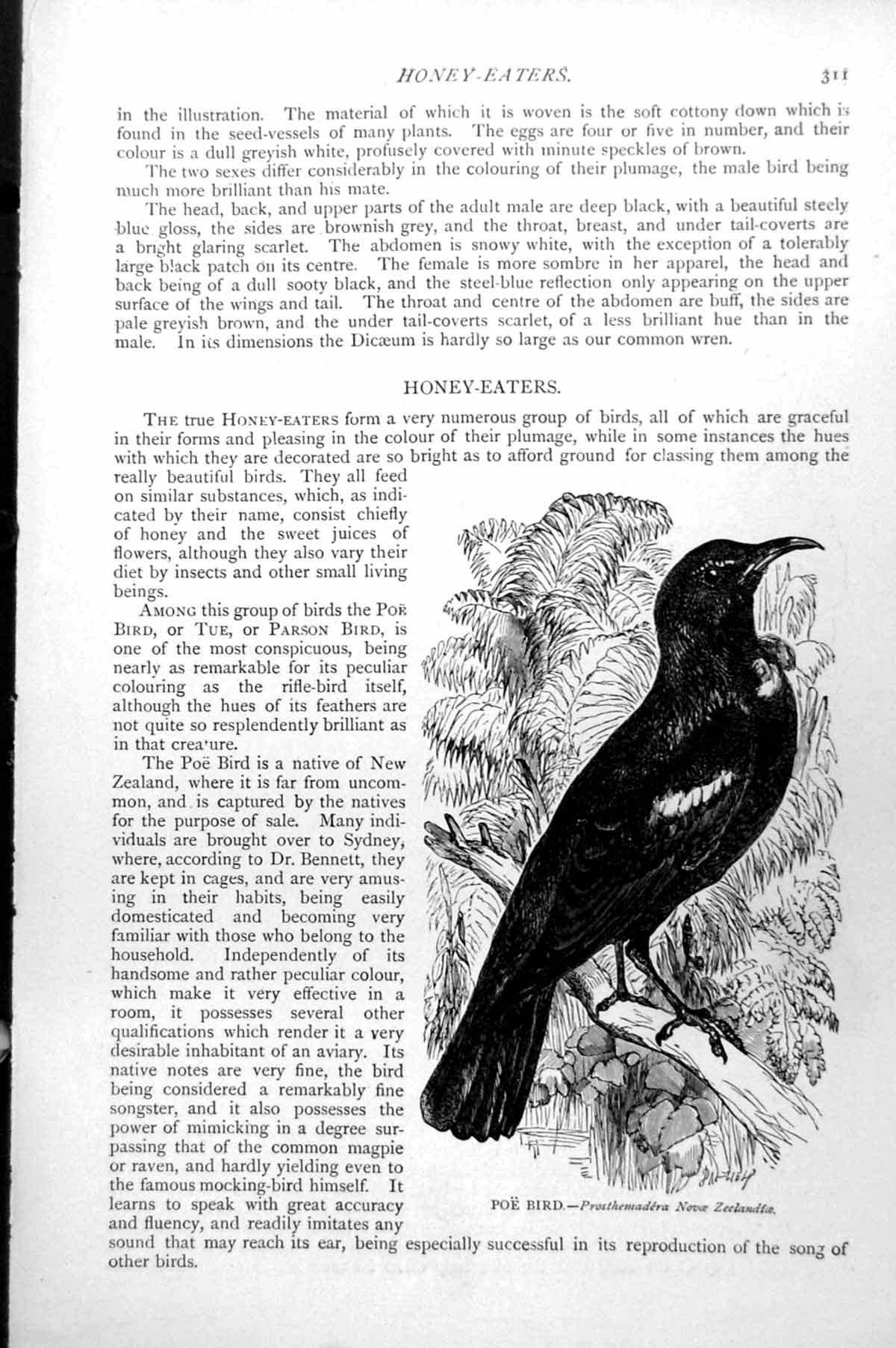 Original Old Antique Print Poe Bird Prosthemadera Novae Zeelandiae C1890 19th